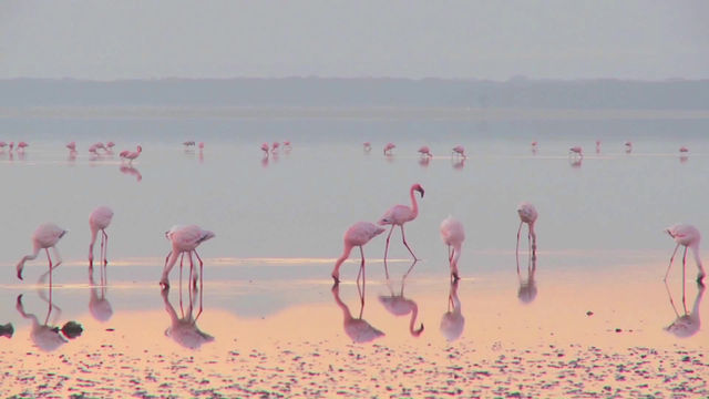 flamingos