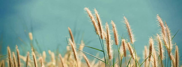 grasses